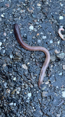 Lumbricus rubellus