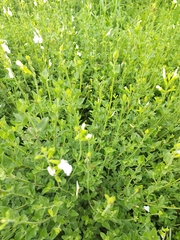 Salvia microphylla microphylla