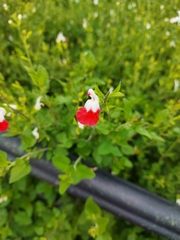 Salvia microphylla microphylla