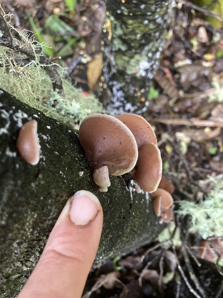 ear-fungus-from-state-highway-2-morere-hawke-s-bay-nz-on-march-23