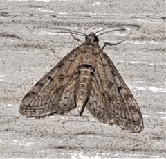 Parapoynx crisonalis