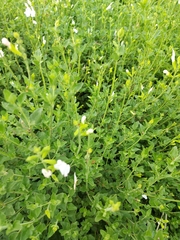 Salvia microphylla microphylla