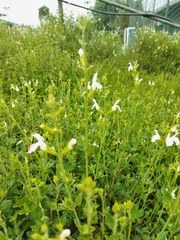 Salvia microphylla microphylla