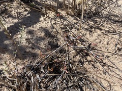 Lampranthus densifolius