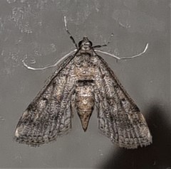 Parapoynx crisonalis