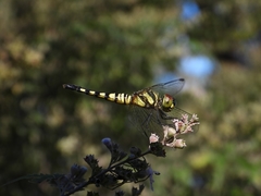 Brachydiplax chalybea