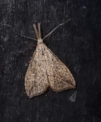 Trigonistis
