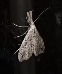 Trigonistis