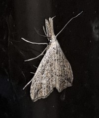 Trigonistis