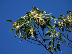 Eucalyptus pellita