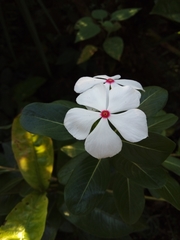 Catharanthus roseus