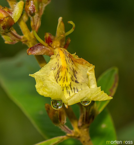 Qualea multiflora (Qualea multiflora)