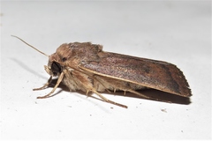 Proteuxoa porphyrescens