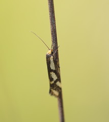 Palimmeces poecilella