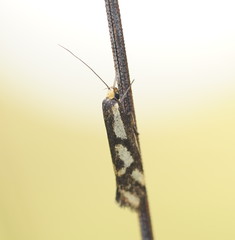 Palimmeces poecilella