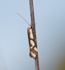 Palimmeces poecilella