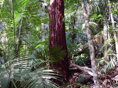 Eucalyptus pellita