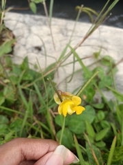 Vigna radiata sublobata