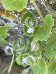 Veronica sublobata