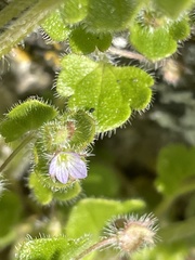 Veronica sublobata