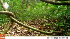 Spermophaga ruficapilla