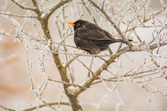 Turdus merula