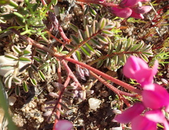 Indigofera humifusoides