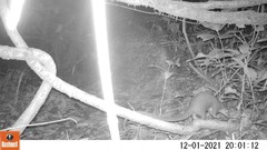 Phataginus tricuspis