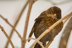 Turdus merula