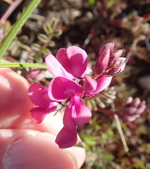 Indigofera humifusoides