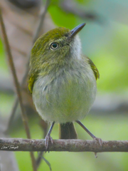 Hemitriccus nidipendulus
