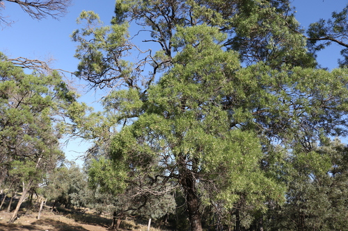 Image of Eremophila mitchellii by (c) Greg Tasney, some rights reserved (CC BY-SA)