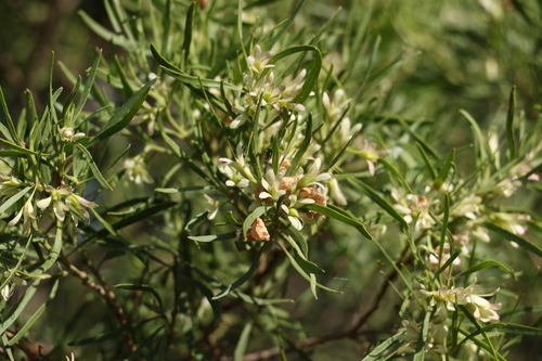 Image of Eremophila mitchellii by (c) Greg Tasney, some rights reserved (CC BY-SA)