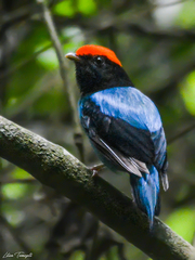 Chiroxiphia caudata