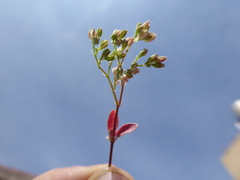 Polycarpon tetraphyllum