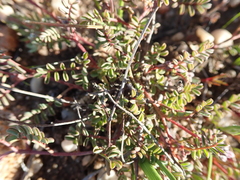 Indigofera humifusoides