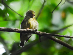 Chiroxiphia pareola