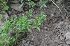 Polycarpon tetraphyllum