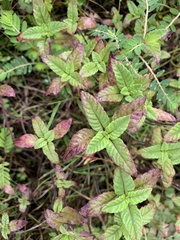 Platostoma