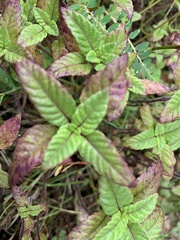 Platostoma