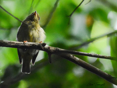 Chiroxiphia pareola