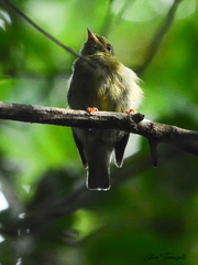 Chiroxiphia pareola