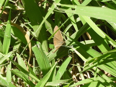 Cissia phronius