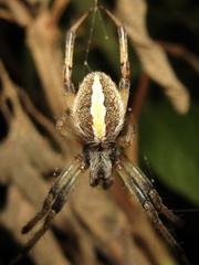 Neoscona theisi