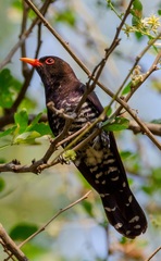 Chrysococcyx xanthorhynchus