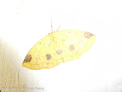 Periclina