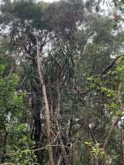 Pleomele aurea
