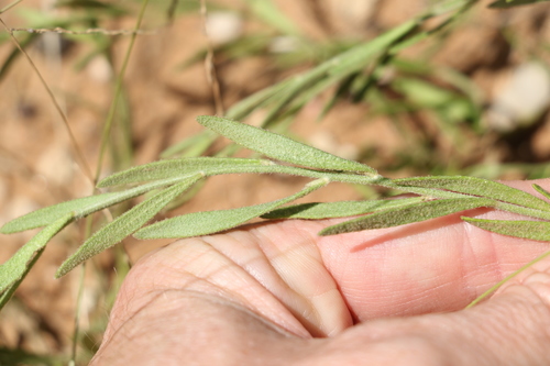 Image of Dampiera adpressa by (c) Greg Tasney, some rights reserved (CC BY-SA)