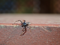 Coriarachne depressa