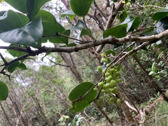 Antidesma platyphyllum